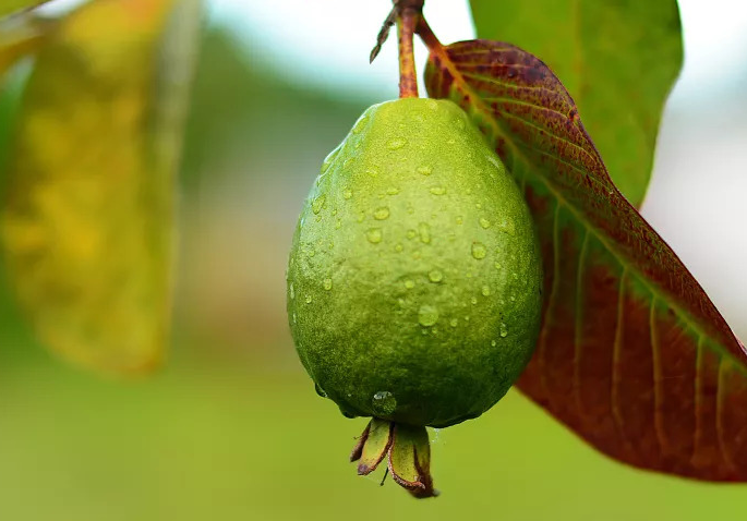 菲油果如何实现高产 栽培方式是什么