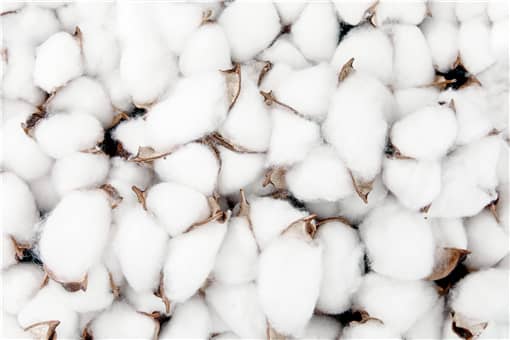 2021棉花价格最新行情：现在多少钱一斤？价格会上涨吗？