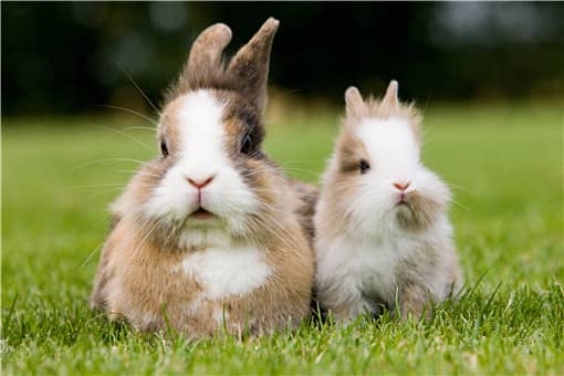 2021年养殖兔子国家有补贴吗 2021年养殖兔子国家有补贴吗吗