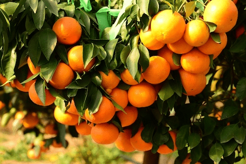 柑橘采收前如何浇水施肥 水肥管理措施是什么