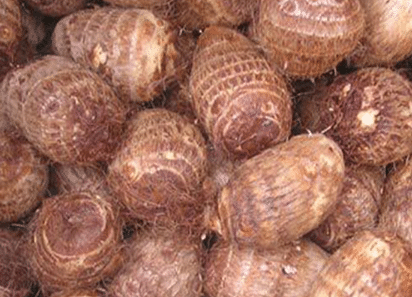 毛芋头高产栽培技术 芋头养殖关键点总结
