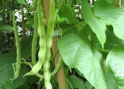 豆角多坐荚的种植管理方法 豆角种植方法技巧