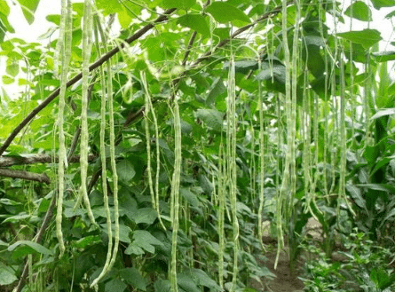 豇豆栽培技术，豇豆应该怎么种植 豇豆的栽培方法