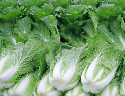 如何防止夏季大白菜不包心 白菜种植方法技巧