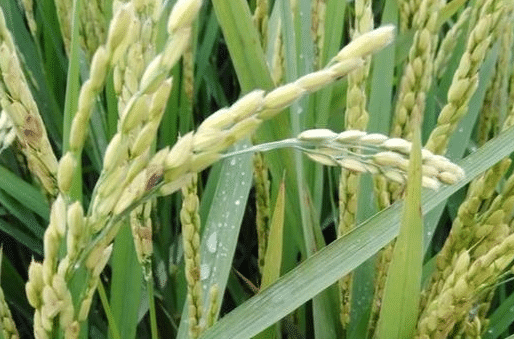 水稻再生季丰产的方法是什么，如何打造高产水稻