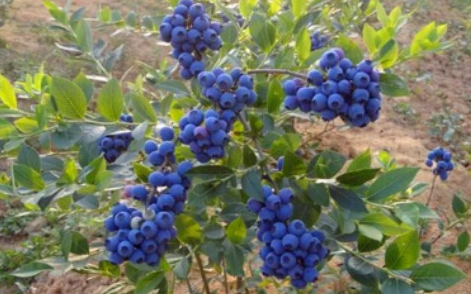 蓝莓苗如何培育，种植中的注意事项有哪些
