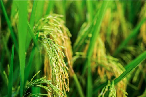 南哈尼梯田10万亩水稻丰收
