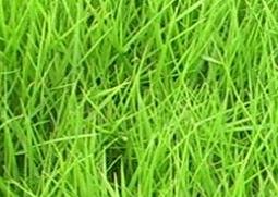 结缕草的功效与作用 结缕草有什么特性