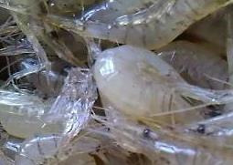 淡水小虾的营养价值（淡水小虾的营养价值及功效与作用）