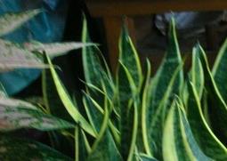 虎尾兰的养殖方法 短叶虎尾兰的养殖方法