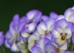 紫罗兰花的养殖方法与繁殖（紫罗兰花的养殖方法与繁殖过程）
