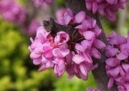 紫荆花的养殖方法和病虫害防治（紫荆花的养殖方法和病虫害防治视频）