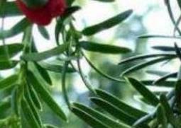 红豆杉如何养殖视频 红豆杉如何养殖