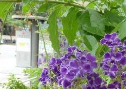 紫金露花的养殖方法和繁殖方式（紫金露花的养殖方法和繁殖方式视频）