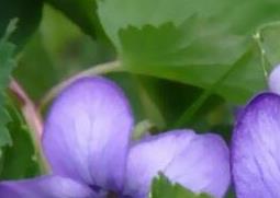 紫罗兰花图片 紫藤紫罗兰花图片