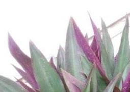 紫背元宝花的养殖方法和注意事项（紫背元宝花放在哪里好）