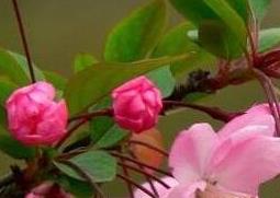 木本海棠花的养殖方法和注意事项有哪些