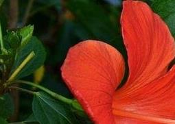 朱槿花如何防治病虫害（朱槿花如何防治病虫害）