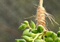 珍珠吊兰养殖方法及栽培注意事项（珍珠吊兰的养殖方法和注意事项）