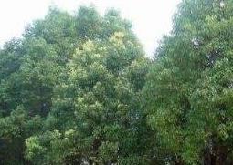中国有香气树品种大全 带香气的树种有哪些