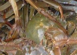 活螃蟹怎么保存 活螃蟹怎么保存最好
