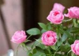 盆栽玫瑰花如何养殖（盆栽玫瑰花如何养殖和管理）