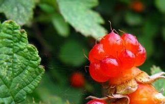 红秋莓干果的功效与作用（红秋莓干果的功效与作用）
