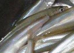 长江子鱼的功效与作用及食用方法 长江子鱼的营养价值及功效