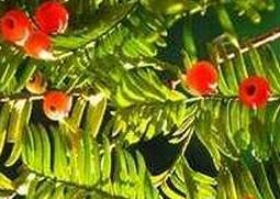 红豆杉如何养（红豆杉如何养才能让其健康成长?）
