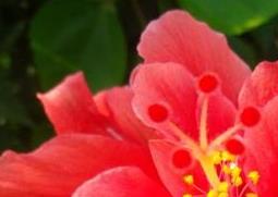 大红花的功效与作用 大红花的功效与作用及禁忌