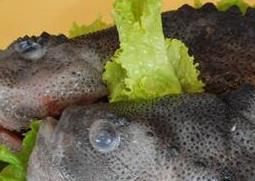 海参斑鱼的营养价值与功效（海参斑鱼的营养价值与功效与作用）