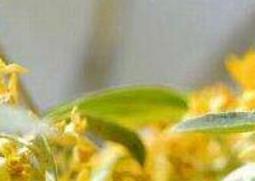 沙枣花的功效与作用 沙枣花的功效与作用及食用方法