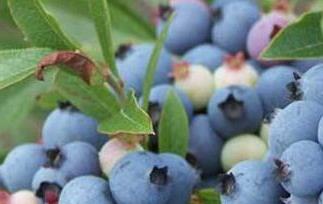 野生蓝莓的功效与作用及药用价值