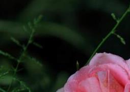 玫瑰花的养殖方法和注意事项有哪些 玫瑰花的养殖方法和注意事项有哪些视频