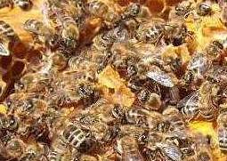 蜜蜂夏季养殖注意有哪些事项 蜜蜂夏季养殖注意有哪些事项和要求