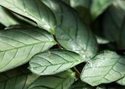 花叶竹芋的种植方法和病虫害防治（花叶竹芋的养殖方法和注意事项）
