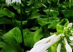 玉簪花的功效与作用 玉簪花的功效与作用 药用价值