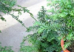 红豆杉盆景养殖方法 红豆杉盆景养殖方法一公一母