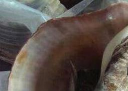 大海螺的功与作用 大海螺功效与作用补肾吗