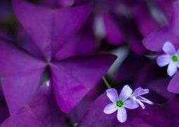 紫叶酢浆草怎么分株 紫叶酢浆草根茎怎么种