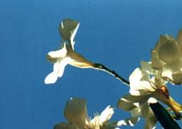 白花夹竹桃的功效与作用 白花夹竹桃花的功效与作用