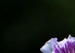 如何区分紫荆花与羊蹄甲花 羊蹄甲和紫荆花是一种花吗
