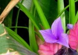 紫花凤梨的养殖方法和注意事项（紫花凤梨的养殖方法）