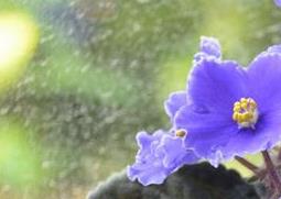 非洲紫罗兰怎么养 非洲紫罗兰怎么养开花