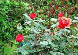 玫瑰花摘下来怎么保存 玫瑰花摘下来怎么保存最好