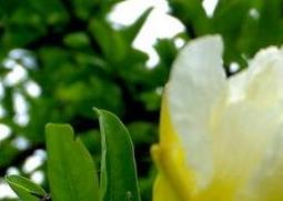 白花石榴树的药用价值与功效 白花石榴树的药用价值与功效与作用