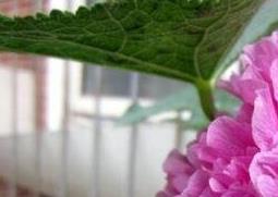 重瓣蜀葵花的养殖方法 重瓣蜀葵种植