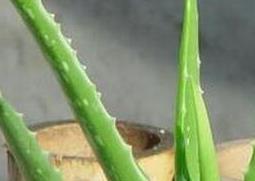 长叶芦荟的养殖方法和注意事项（长叶芦荟的养殖方法和注意事项）