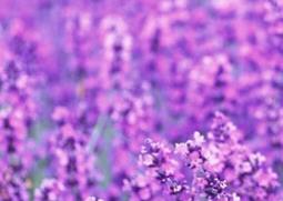 紫色花种类图片和名称 紫色花种类图片和名称介绍