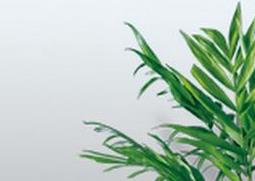 凤尾竹的养殖方法与注意事项 凤尾竹的养殖方法与注意事项视频